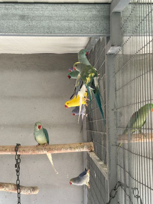 Ultimos Ring Necks de 2025 machos e femeas