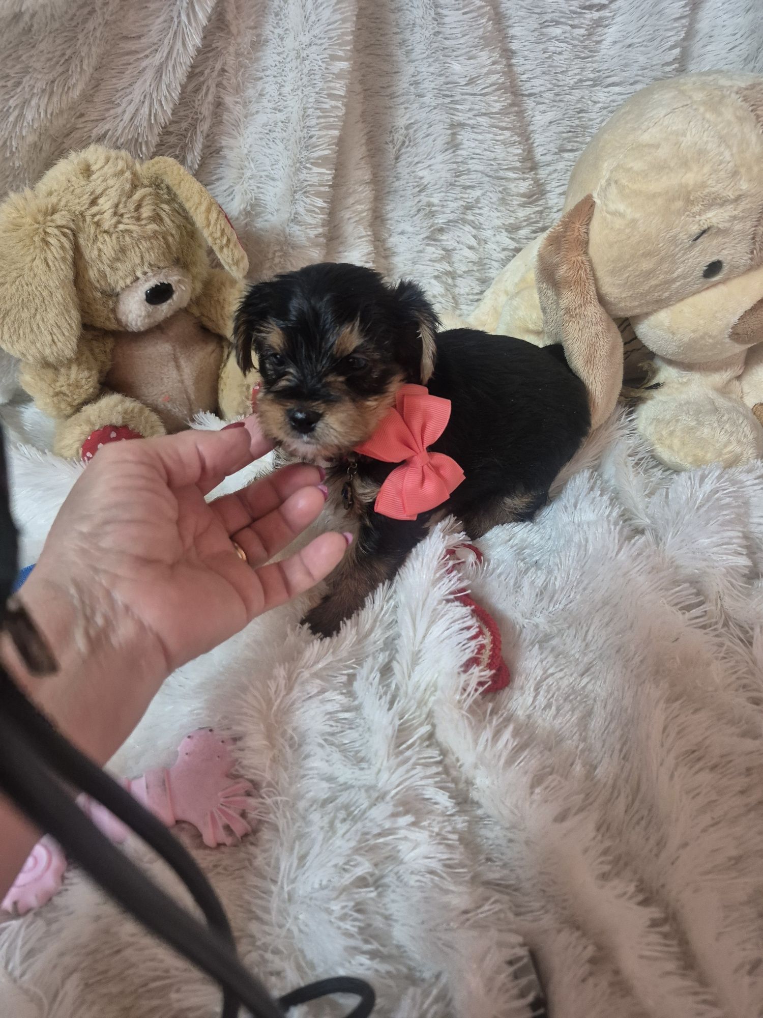 Yorkshire Terrier Fêmea Criadora Registada PT 3088FL