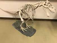 Esqueleto de dinossauro e pele