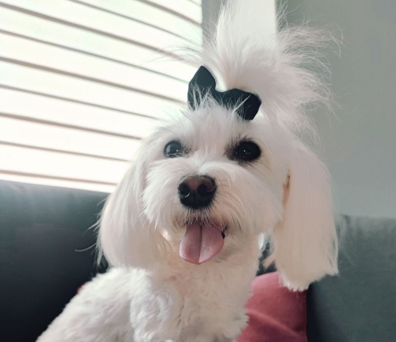 Maltipoo suczka szczeniak