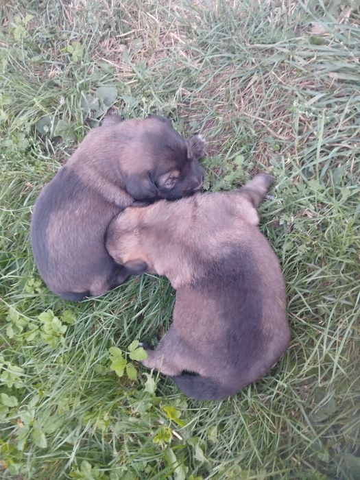 Віддам в добрі руки