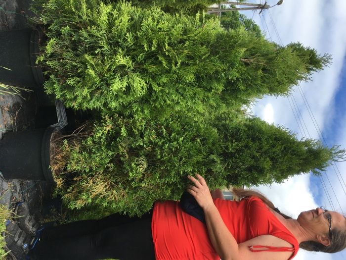 Tuja brabant do 160cm w donicy
