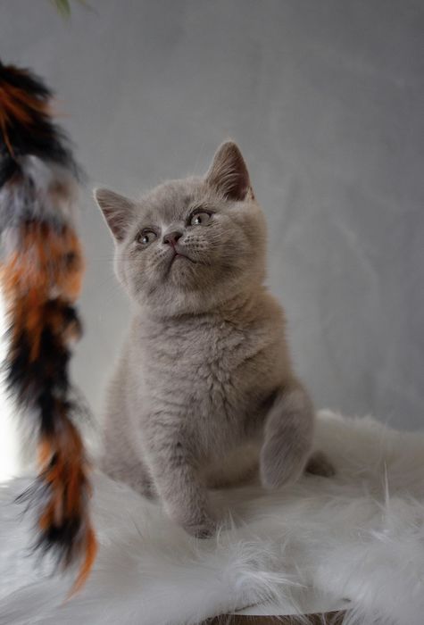 Шотландська дівчинка.