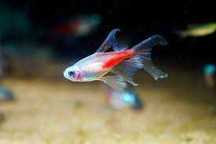 Neon Innesa Long Fin - Paracheirodon innesi
