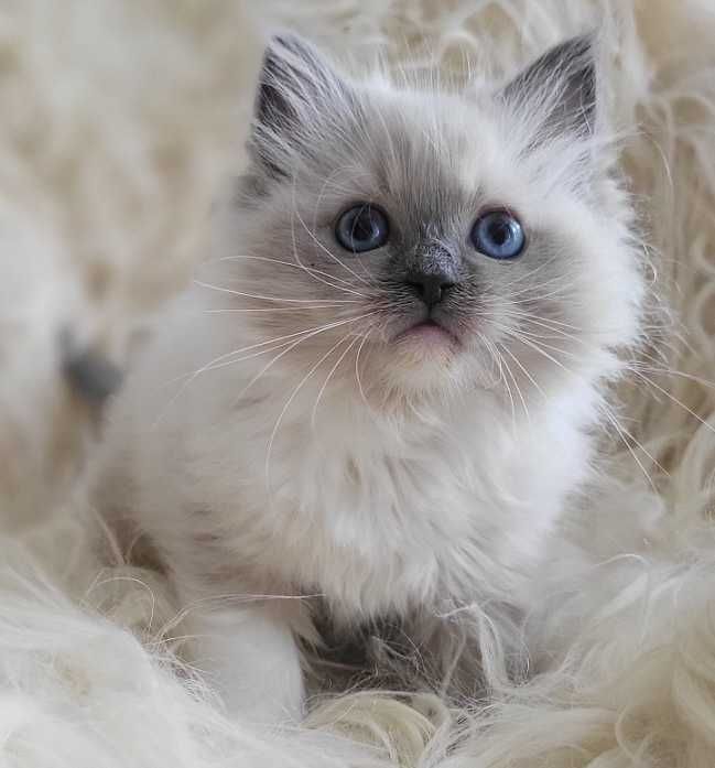 Koteczka Ragdoll z rodowodem WCF- koniec sierpnia