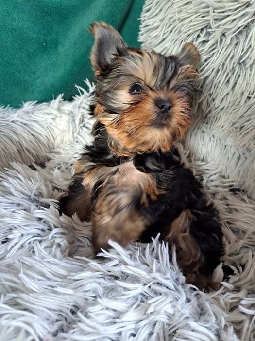 York shire Terrier  mini piesek