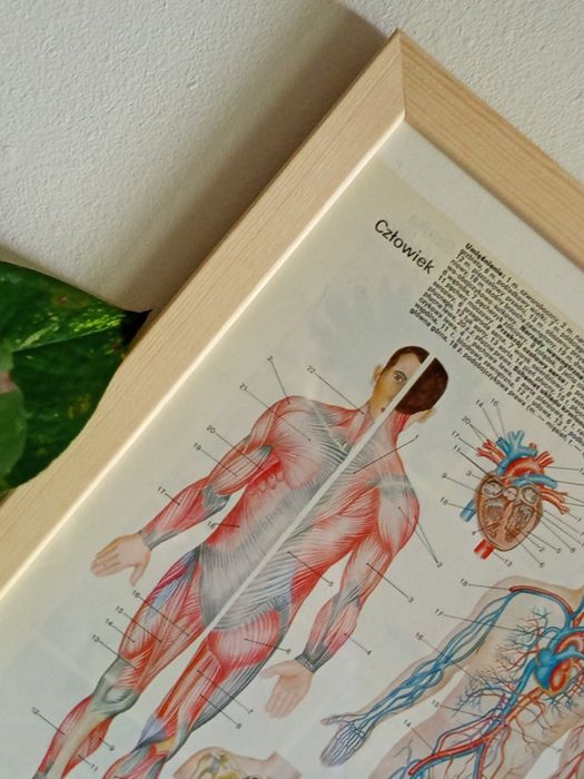 **„Historia w ilustracjach: retro encyklopedyczne dzieła na ścianę”**