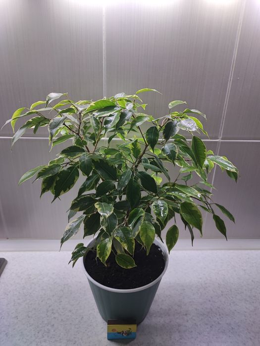 Продам фикусы "Кинки".