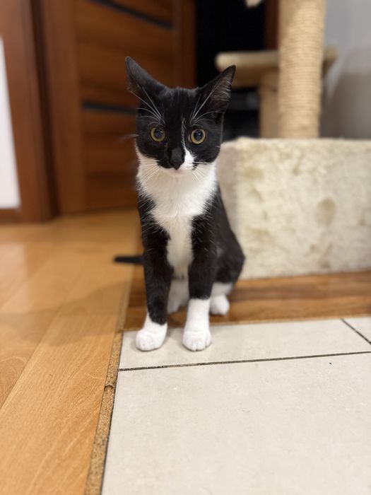 Uroczy kotek Lilo szuka domu! Otwart, kontaktowy, przemiły