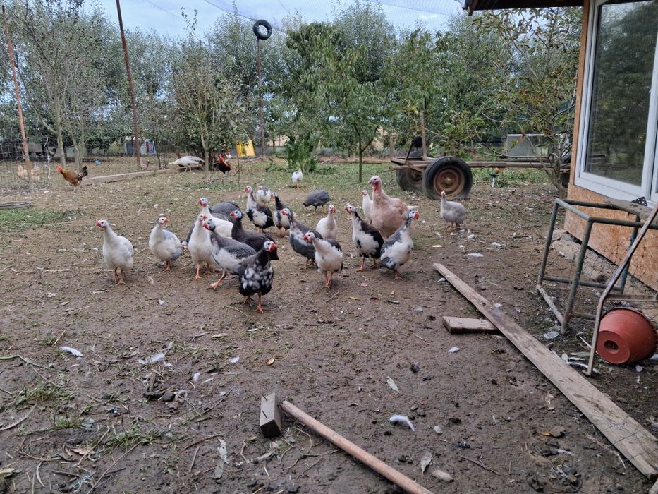 Perliczki z maja 2025 roku