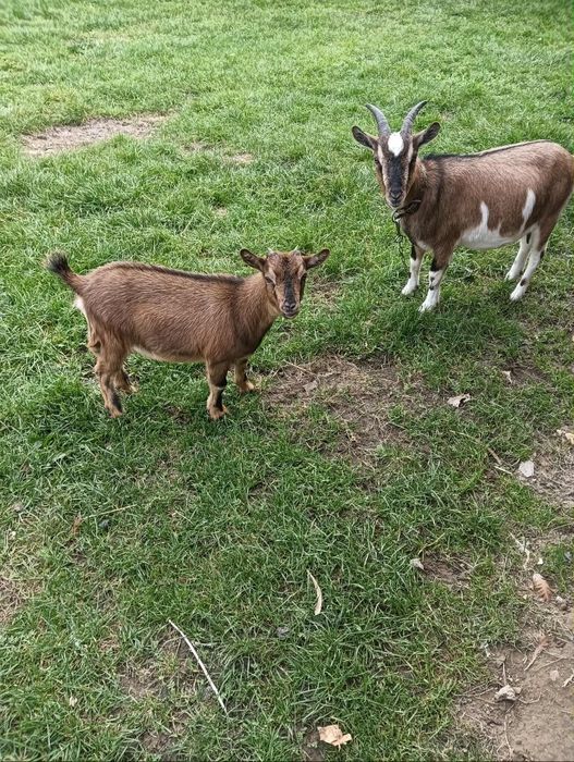 Kozy miniaturki miniaturowe