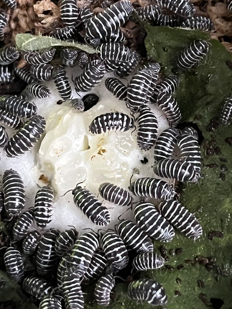 Isopody (Armadillidium maculatum) 10 sztuk