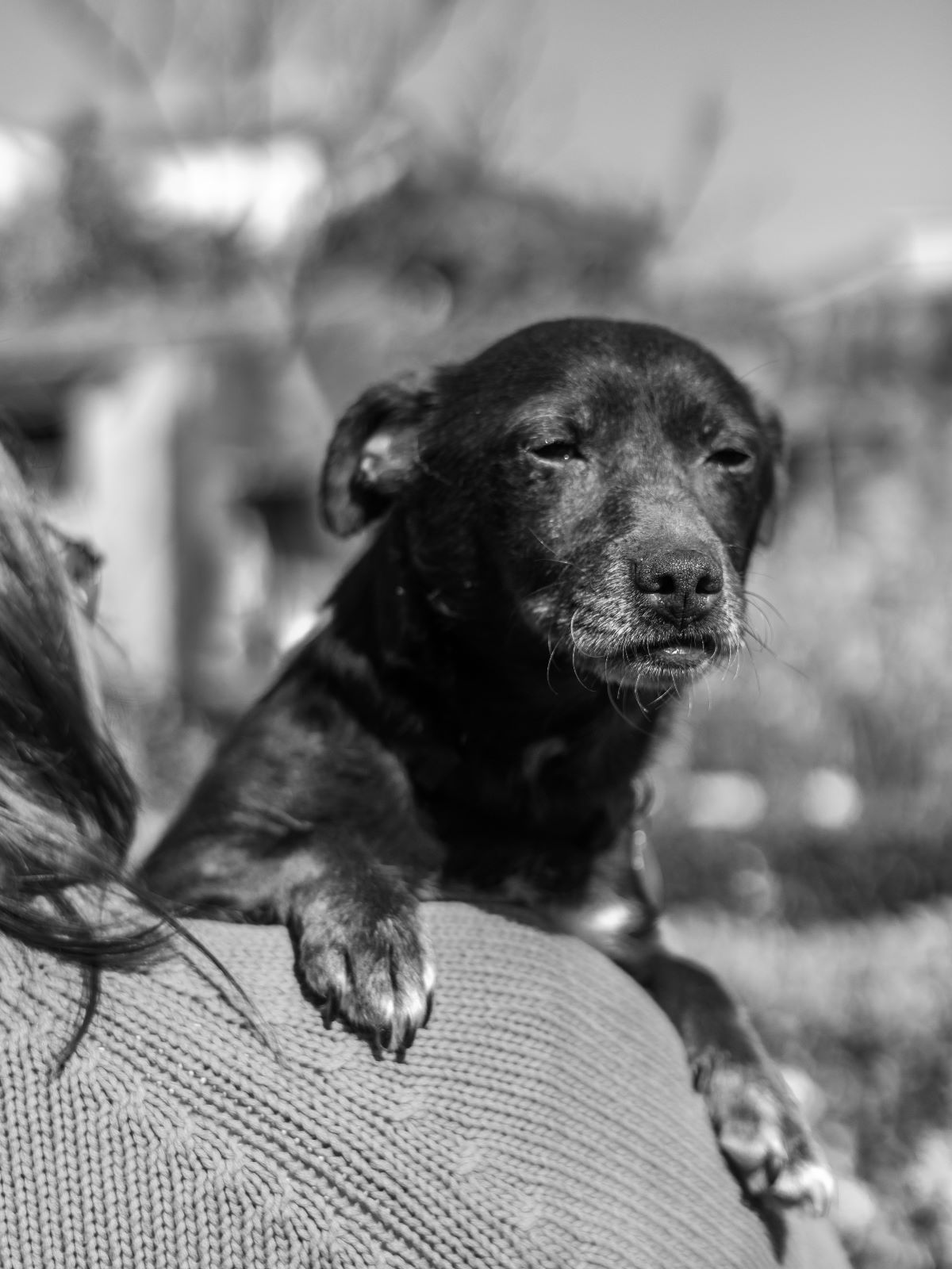 Cãozinho adulto porte pequeno