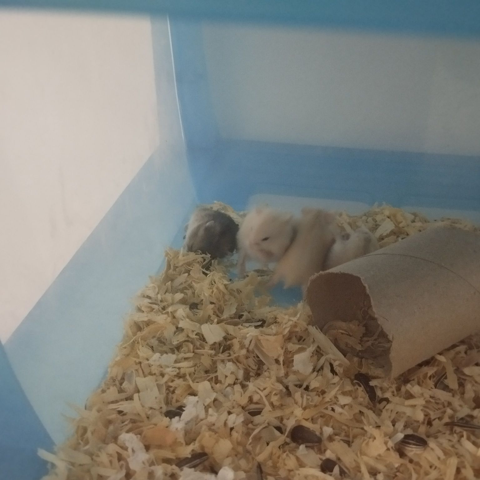 Hamsters siberiano bebés