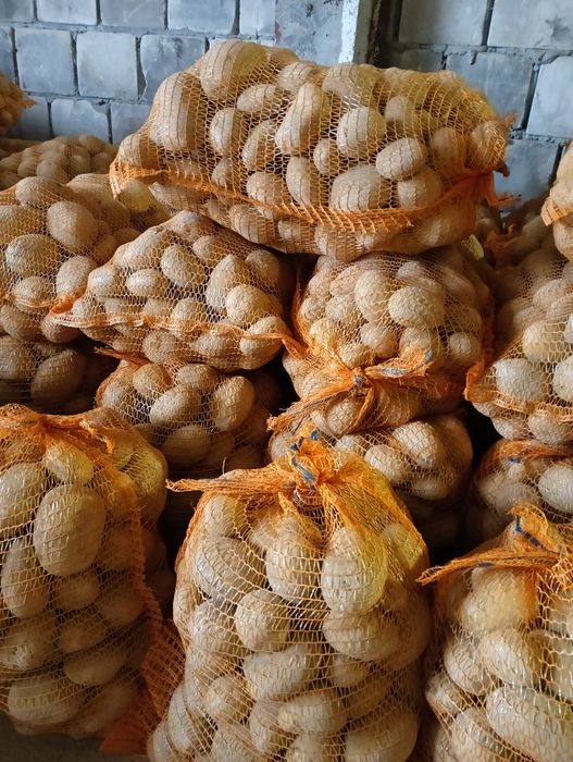 Ziemniaki jadalne Soraya