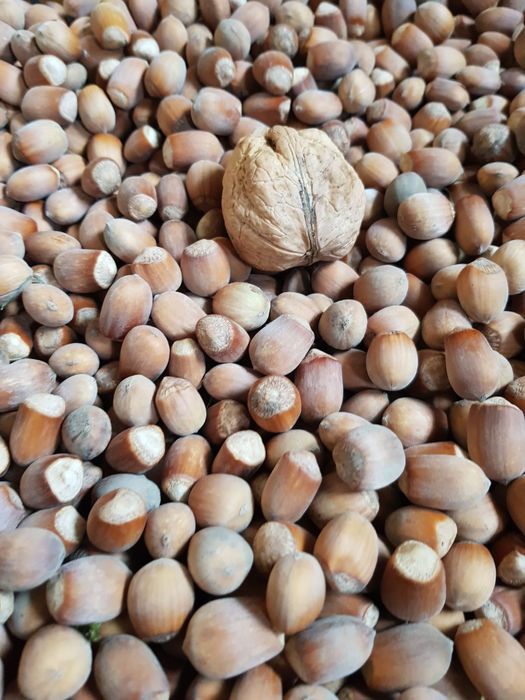 Ліщина, лісовий горіх