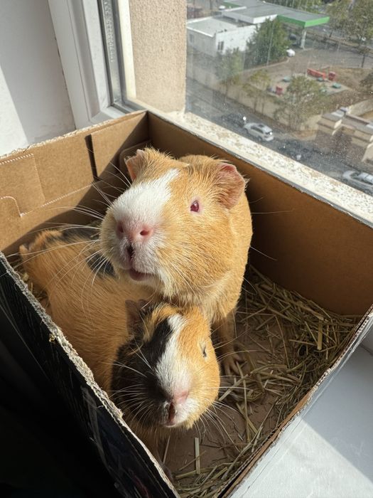 2 морские свинки и клетка со всем необходимым (доставим под дом)