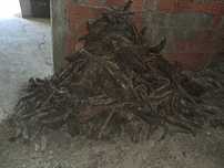 Raizes de Oliveira