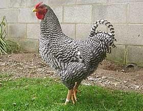 Инкубационное яйцо куры породы Амрокс