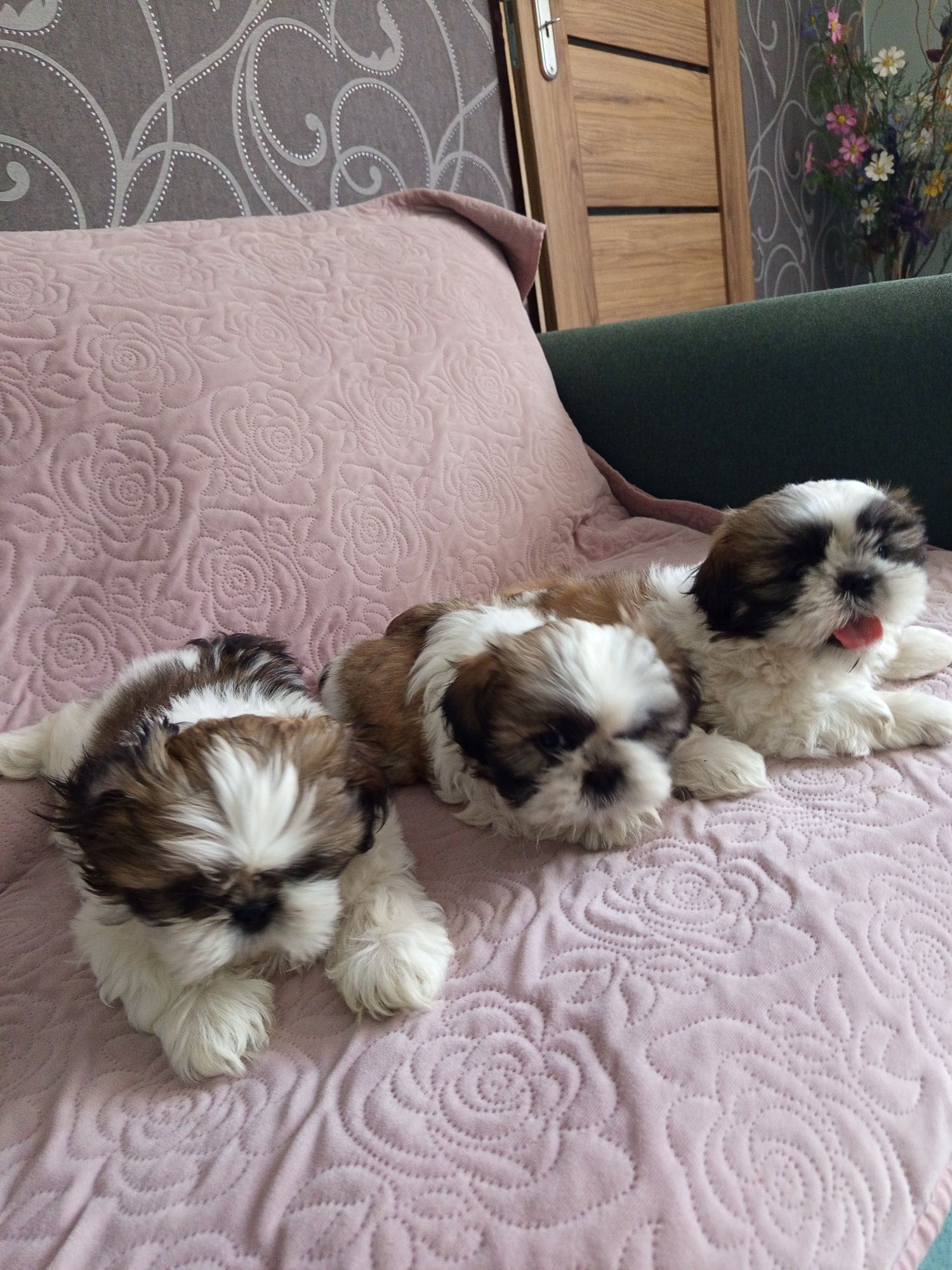 Śliczny piesek shih-tzu z rodowodem