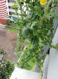 NASIONA ARBUZÓW arbuza DO DONIC wiaderek na balkon taras patio bloku