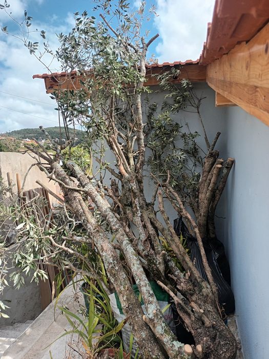 Oliveiras disponíveis