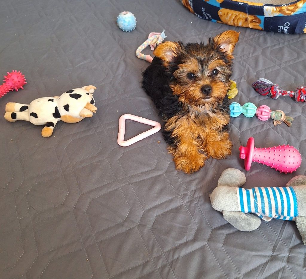yorkshire  terrier fêmea