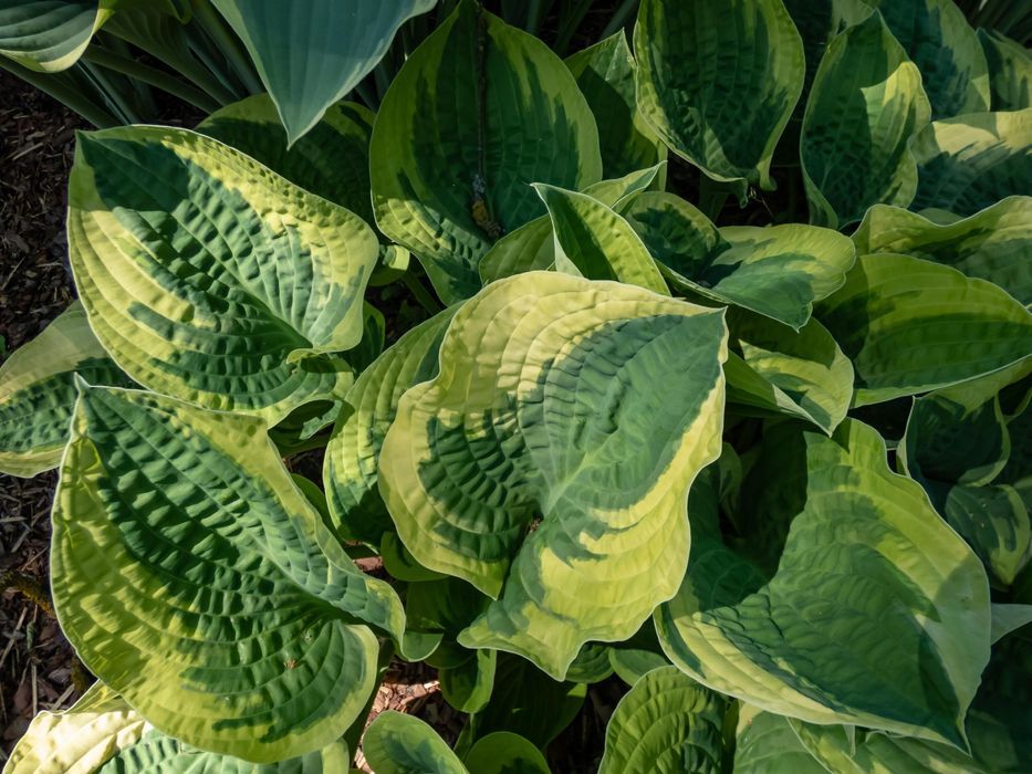 Funkia Hosta 'Wide Brim' W DONICZCE 2.0L