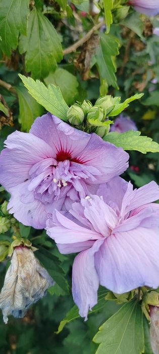 Hibiskus ogrodowy 3 kolory w 1 tricolor ketmia syryjska