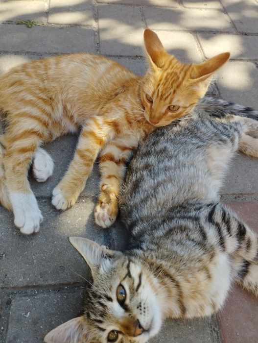 Отдаём 4 котят в хорошие руки