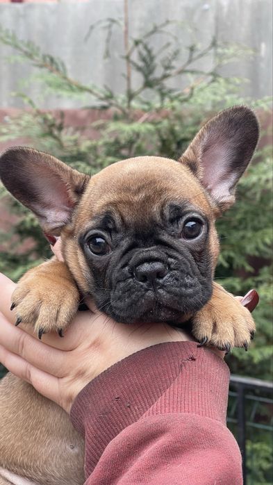 Червона дівчинка, КсУ документи