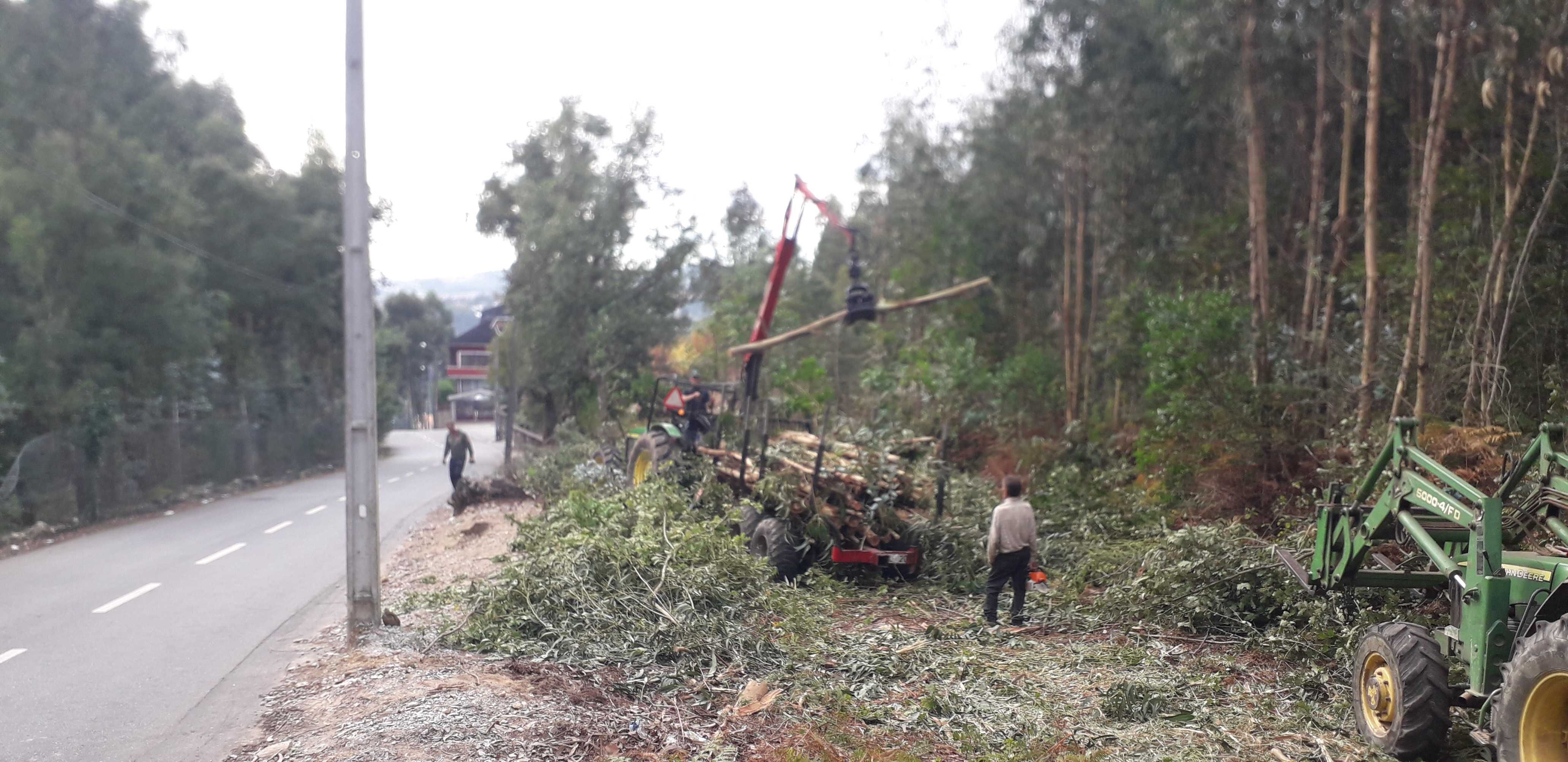 Limpeza de terrenos e abate de árvores