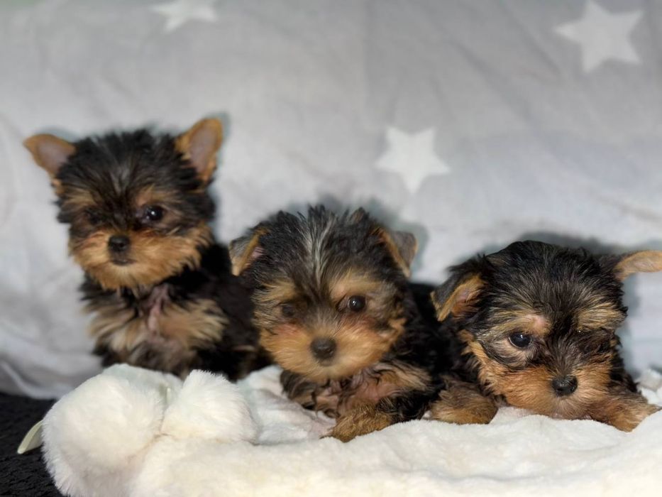 Маленькі клубочки