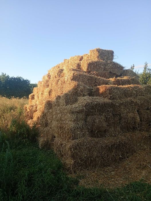 продам сено полевое в тюках-солома -50-45грн