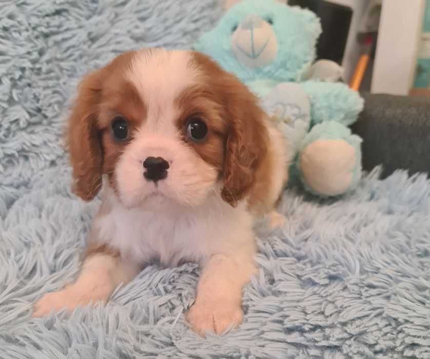 Cavalier King Charles z rodowodem czteropokoleniowym