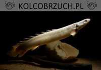 Wielopłetwiec senegalski - Polypterus senegalus