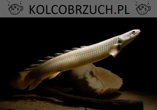 Wielopłetwiec senegalski - Polypterus senegalus