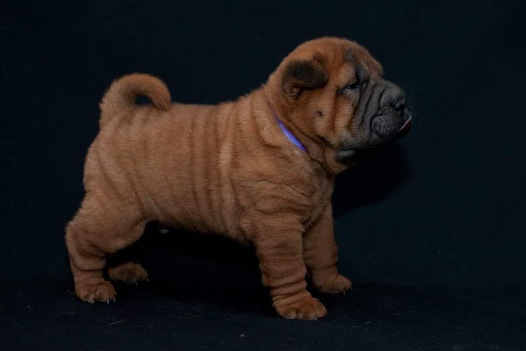 Shar Pei Związek Kynologiczny w Polsce