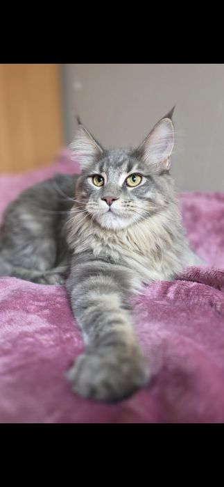 Adopcja kocurek Maine Coon FPL
