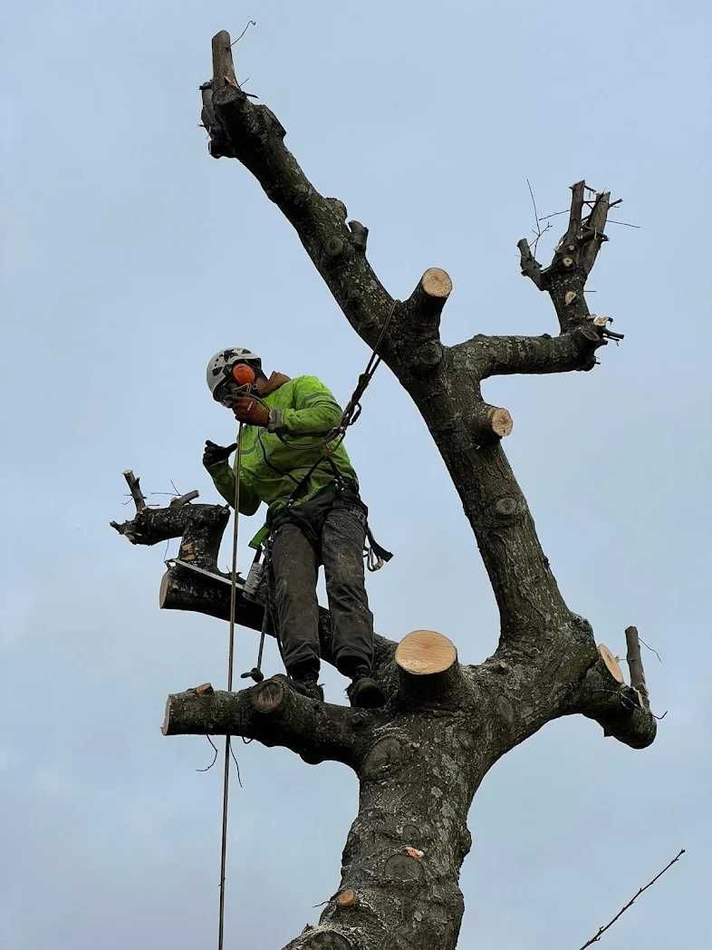 Arborista Corte e poda de árvores Arborista Vila Nova de Gaia