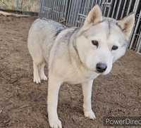 Pies HUSKY do adopcji