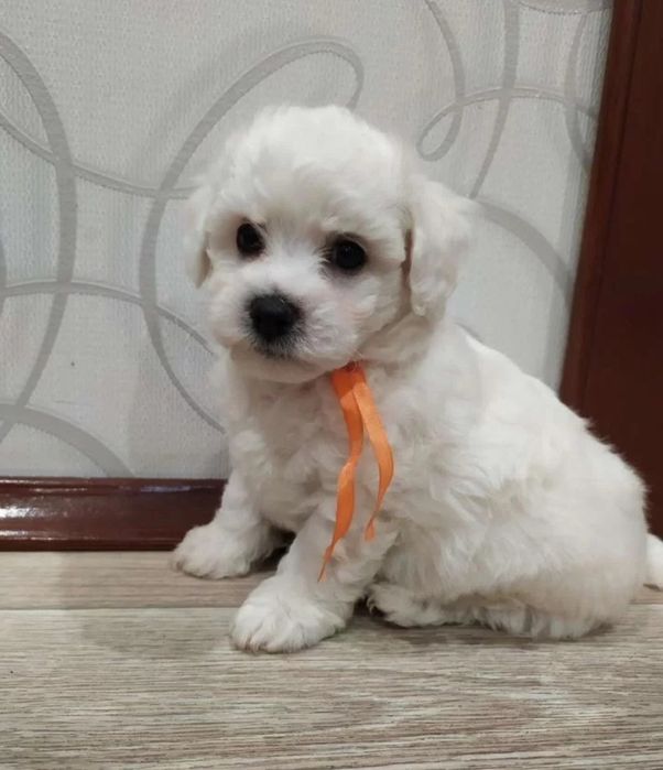 Супер крохи Бишон Фризе