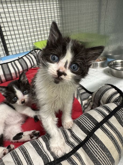 Gatinhos machos para adoção