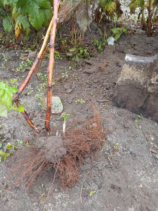 Продам саженці малини полька і полана 6 гривень один якщо багато 5 гр