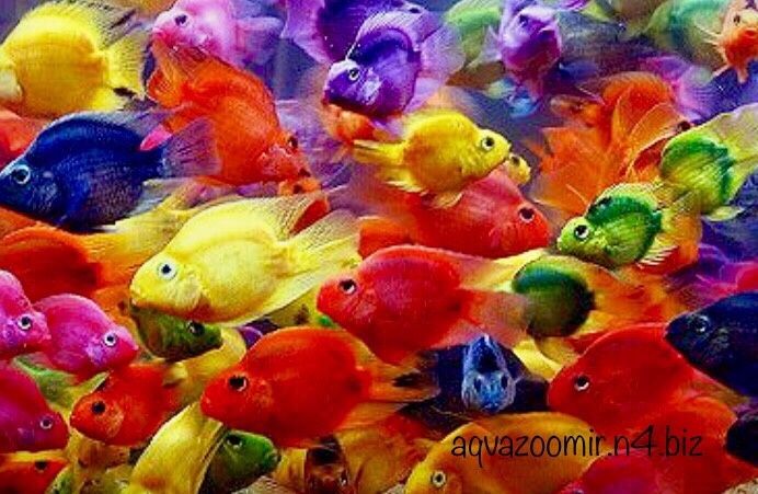 Астронотус Оцелатус Astronotus Аквариумные Цихлиды