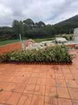 Photinias a 3 euros