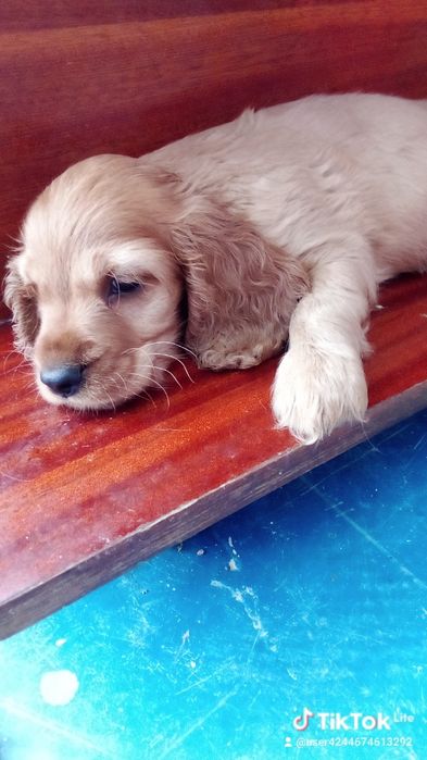 Щенята англійський кокер спаніель