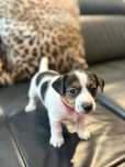 Jack Russell Terier szczeniaki