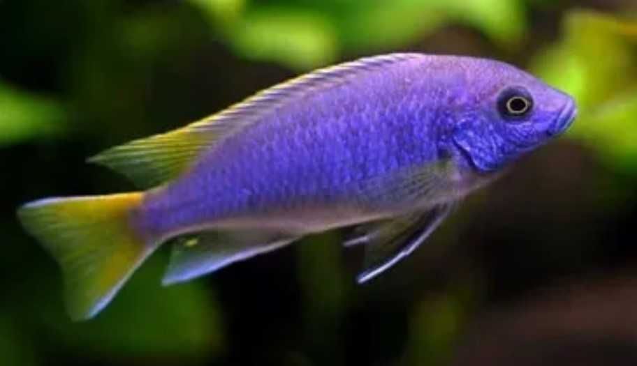 Pyszczak złotopłetwy - Pseudotropheus acei - dowóz, wysyłka
