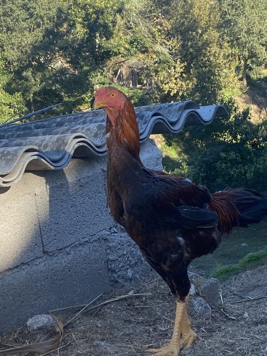 Indio gigante deste ano